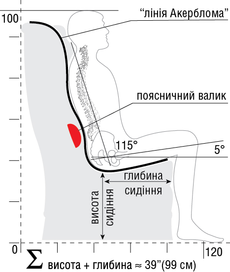 анатомія